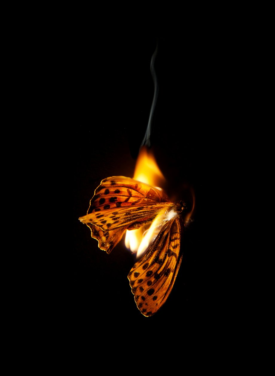 Płonący motyl 25, 2013 (druk Lambda) autorstwa Mat Collishaw