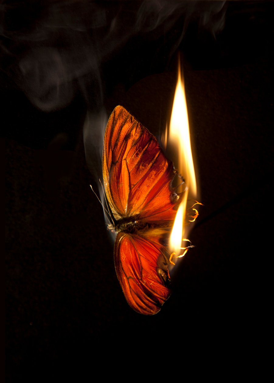 Płonący motyl 2, 2013 (druk Lambda) autorstwa Mat Collishaw