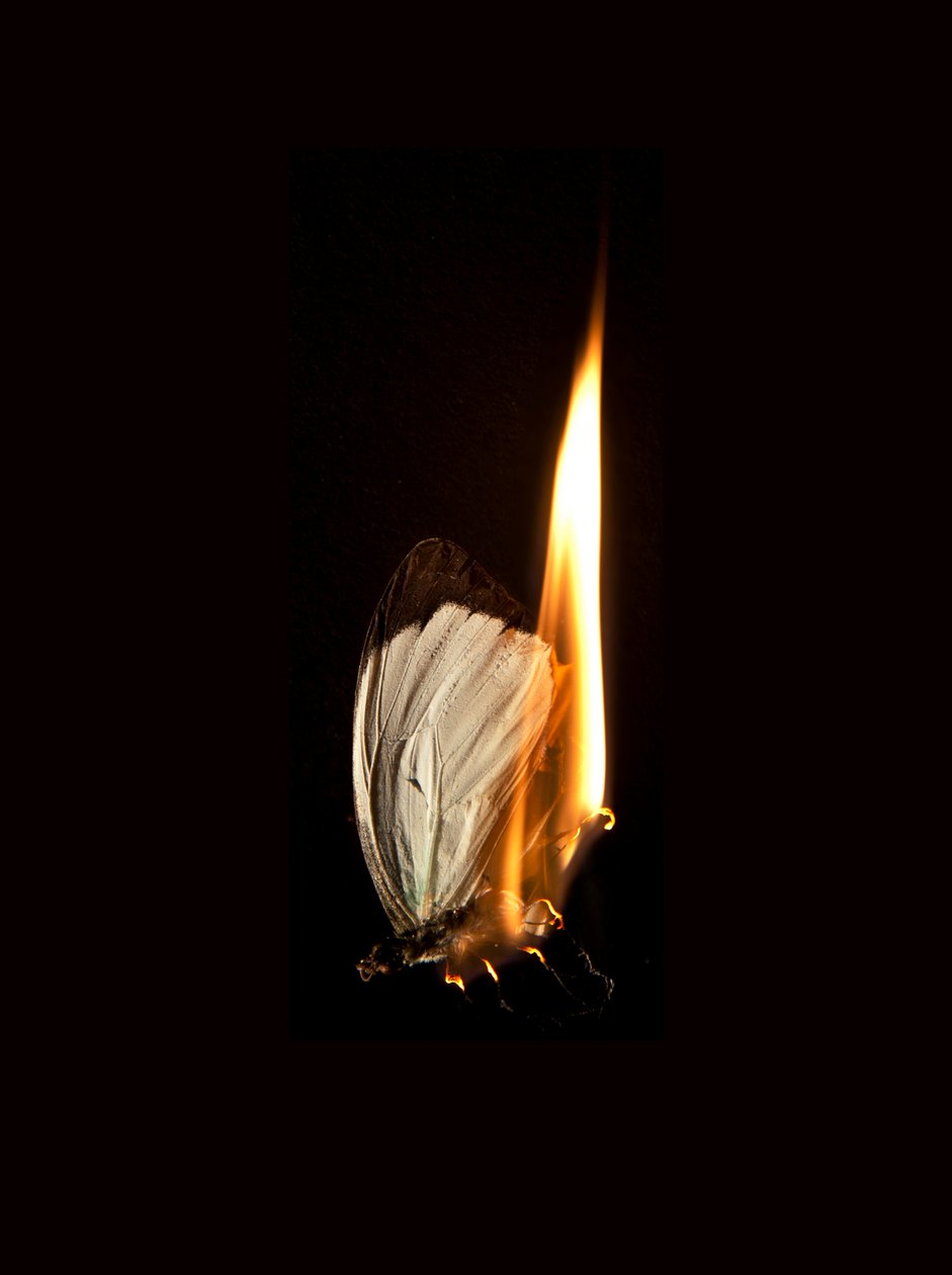 Płonący motyl 2, 2013 (druk Lambda) autorstwa Mat Collishaw