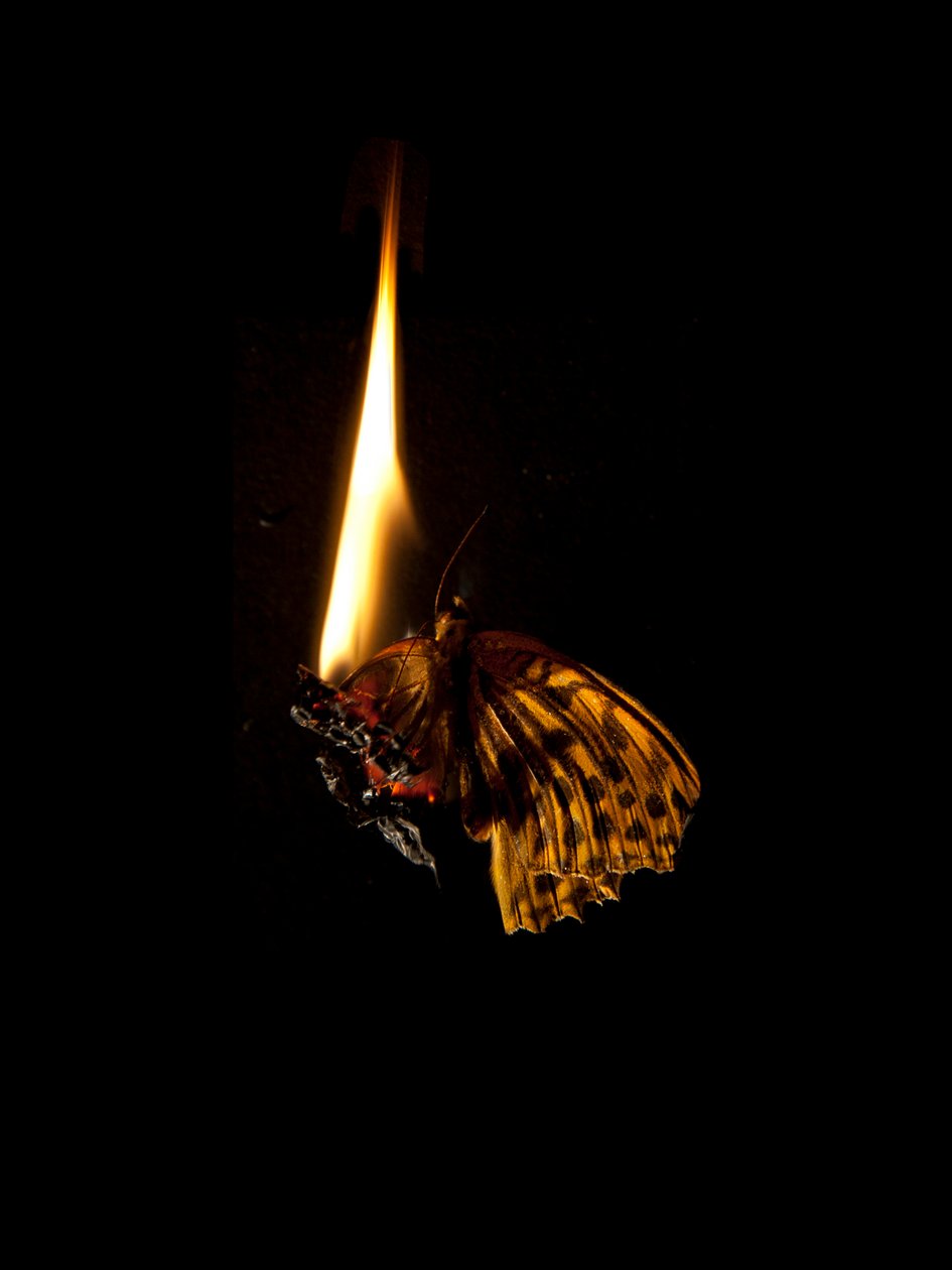 Burning Butterfly 6, 2013 (druk Lambda) autorstwa Mat Collishaw