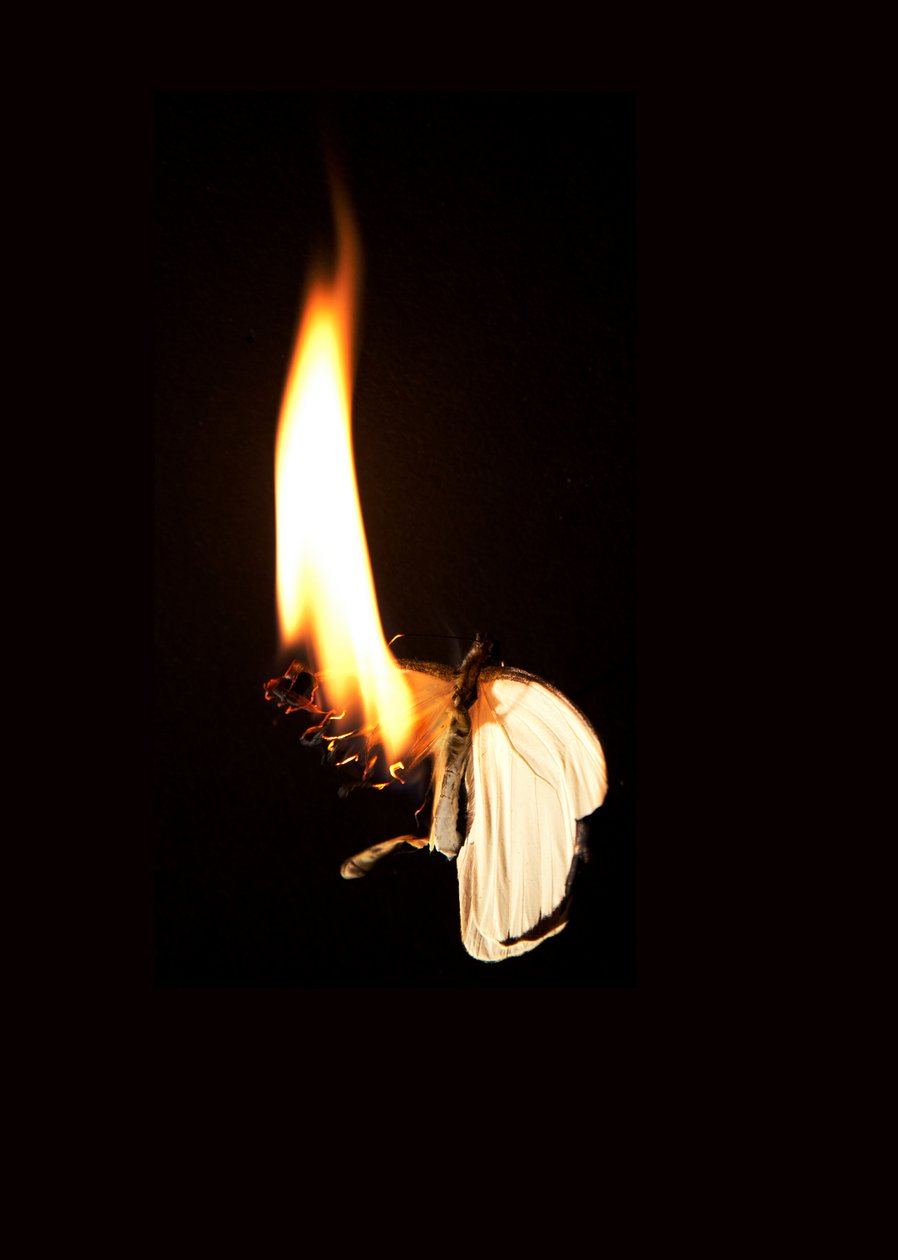 Burning Butterfly 7, 2013 (druk Lambda) autorstwa Mat Collishaw
