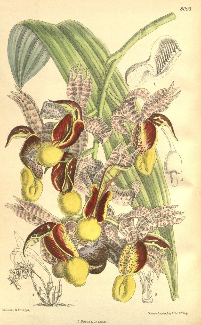 Ilustracja Catasetum galeritum autorstwa Matilda Smith