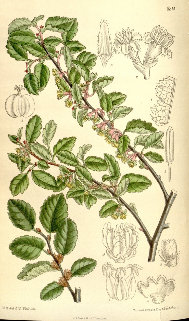 Antarktyda Nothofagus autorstwa J.N. Fitch