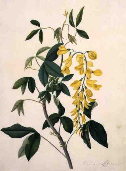 Laburnum Anagyroides (gwasz na ołówku na pergaminie) autorstwa Matilda Conyers
