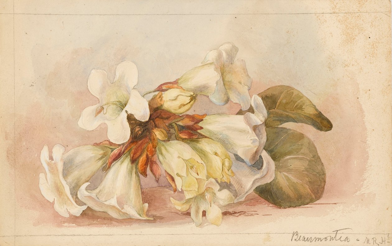 "Beaumontia", ok. 1880 r. (akwarela) autorstwa Matilda Rose Herschel