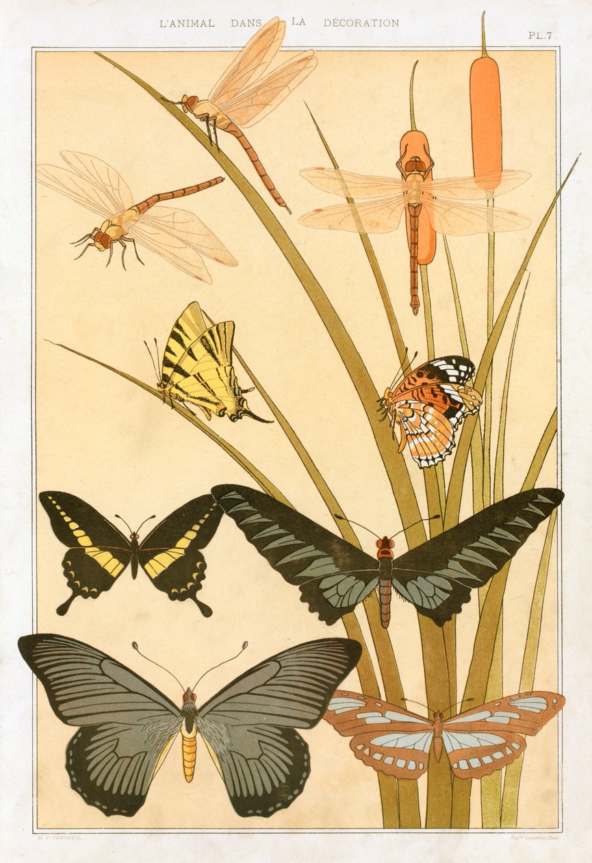 Motyle, pub. 1897. autorstwa Maurice Pillard Verneuil