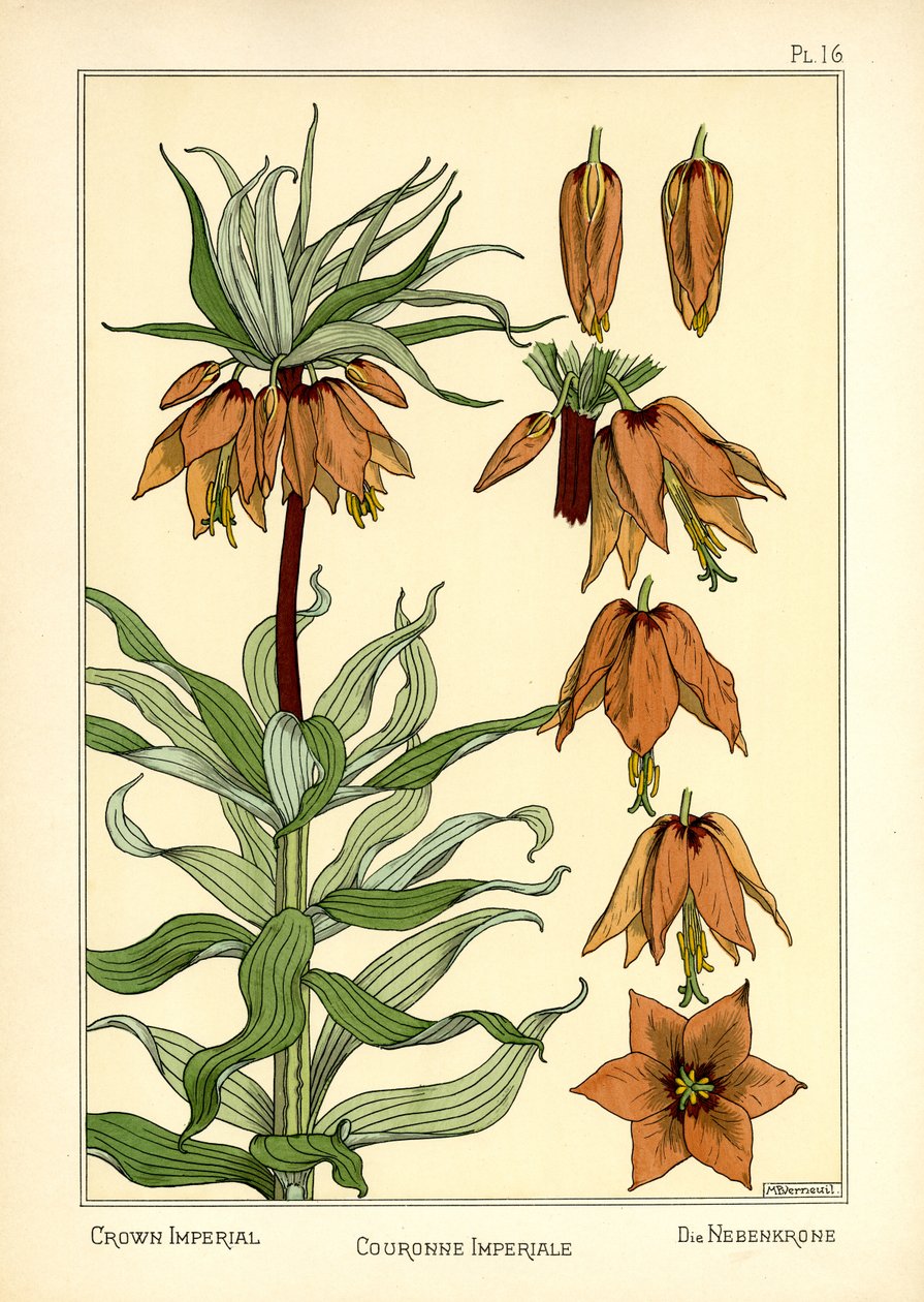 The Crown Imperial (kolor lito) autorstwa Maurice Pillard Verneuil