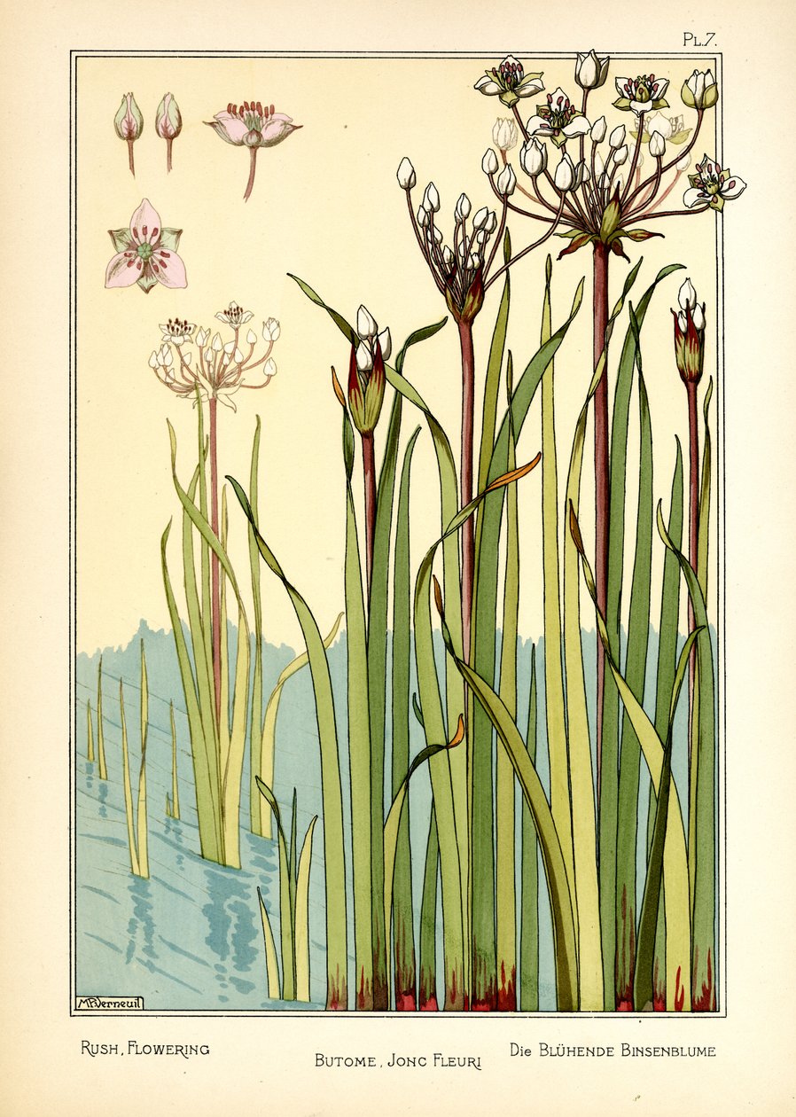 The Rush Flowering (kolor lito) autorstwa Maurice Pillard Verneuil