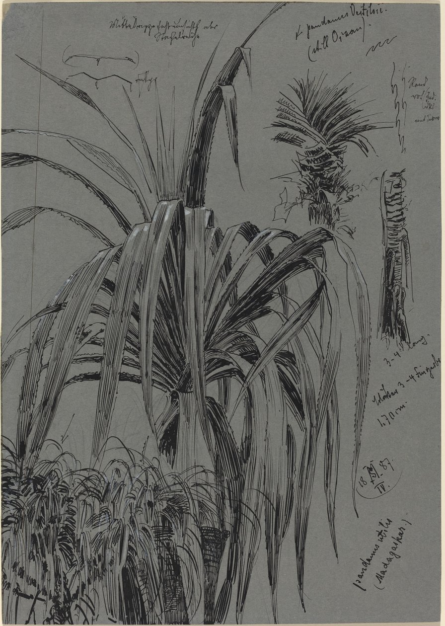 Badania Screwpines z Madagaskaru autorstwa Max Seliger