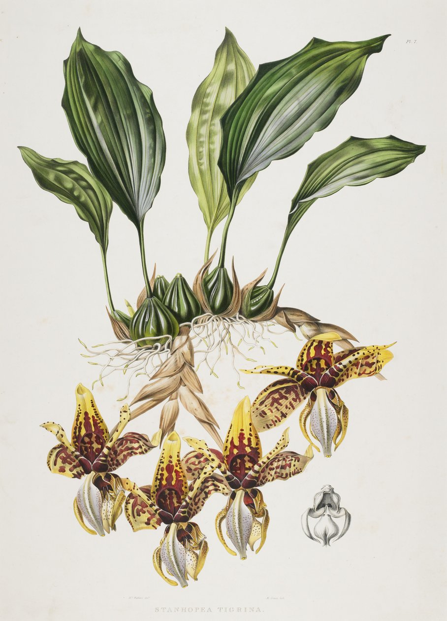 Orchidea Tygrysa Stanhope, 1838 autorstwa Maxim Gauci