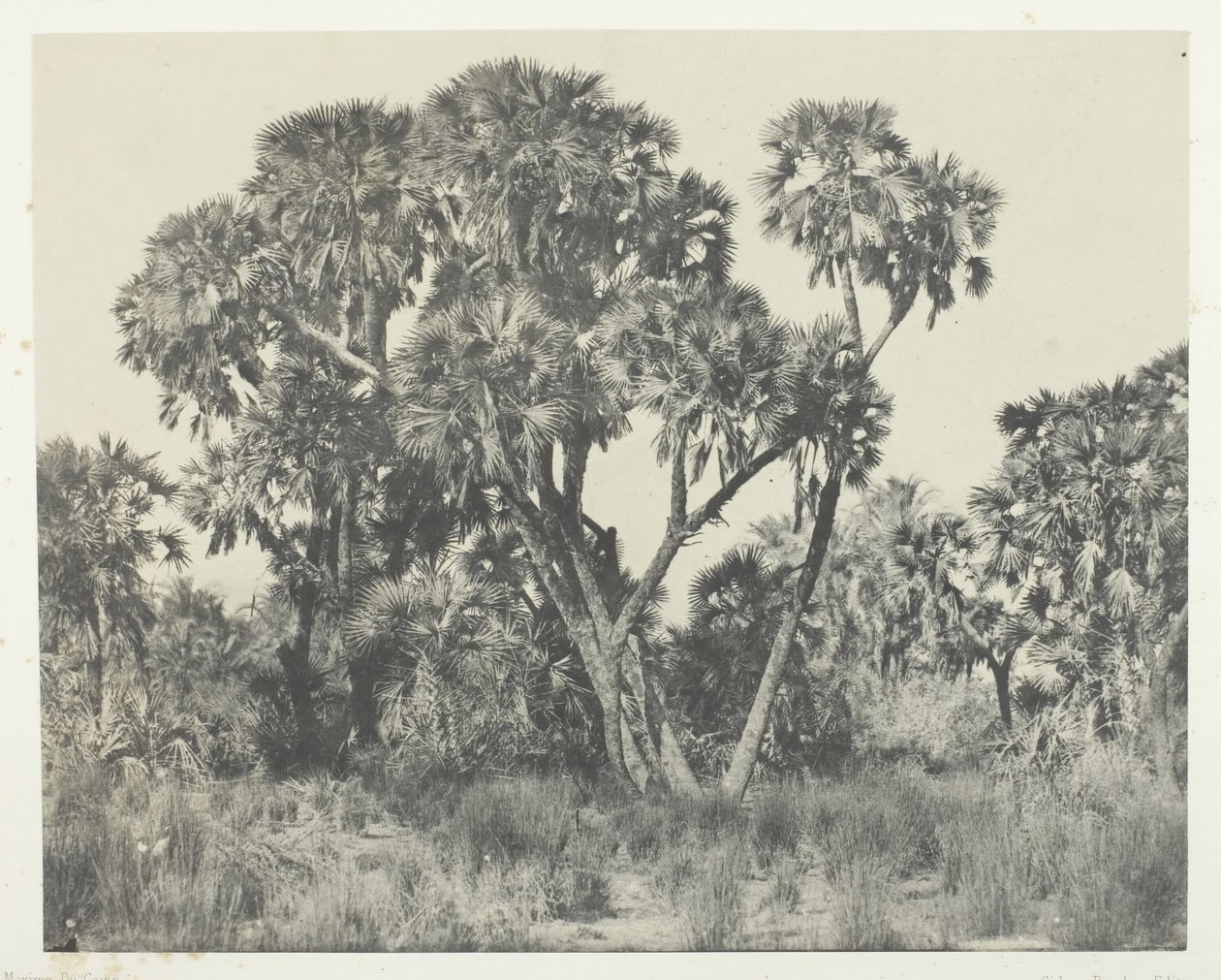 Palmy Doums, Górny Egipt, 184951, druk 1852. autorstwa Maxime Du Camp
