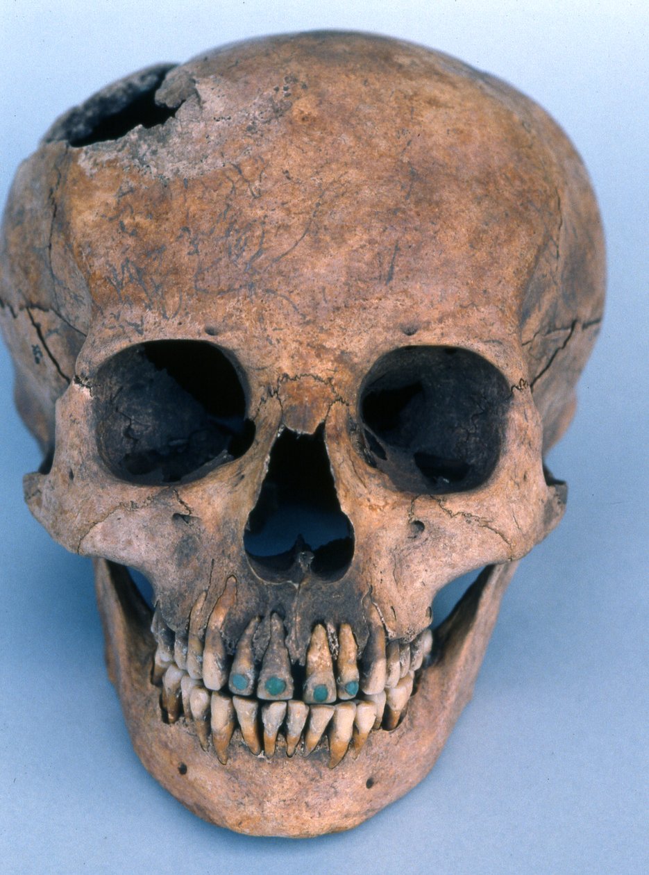 Czaszka z zębami inkrustowanymi jadeitem, 1990 (kość) autorstwa Mayan