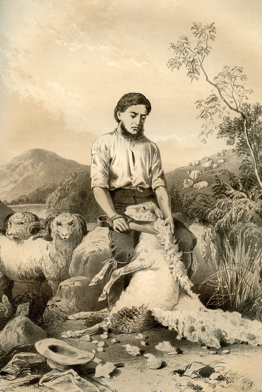 Strzyżenie owiec, 1879 autorstwa McFarlane and Erskine
