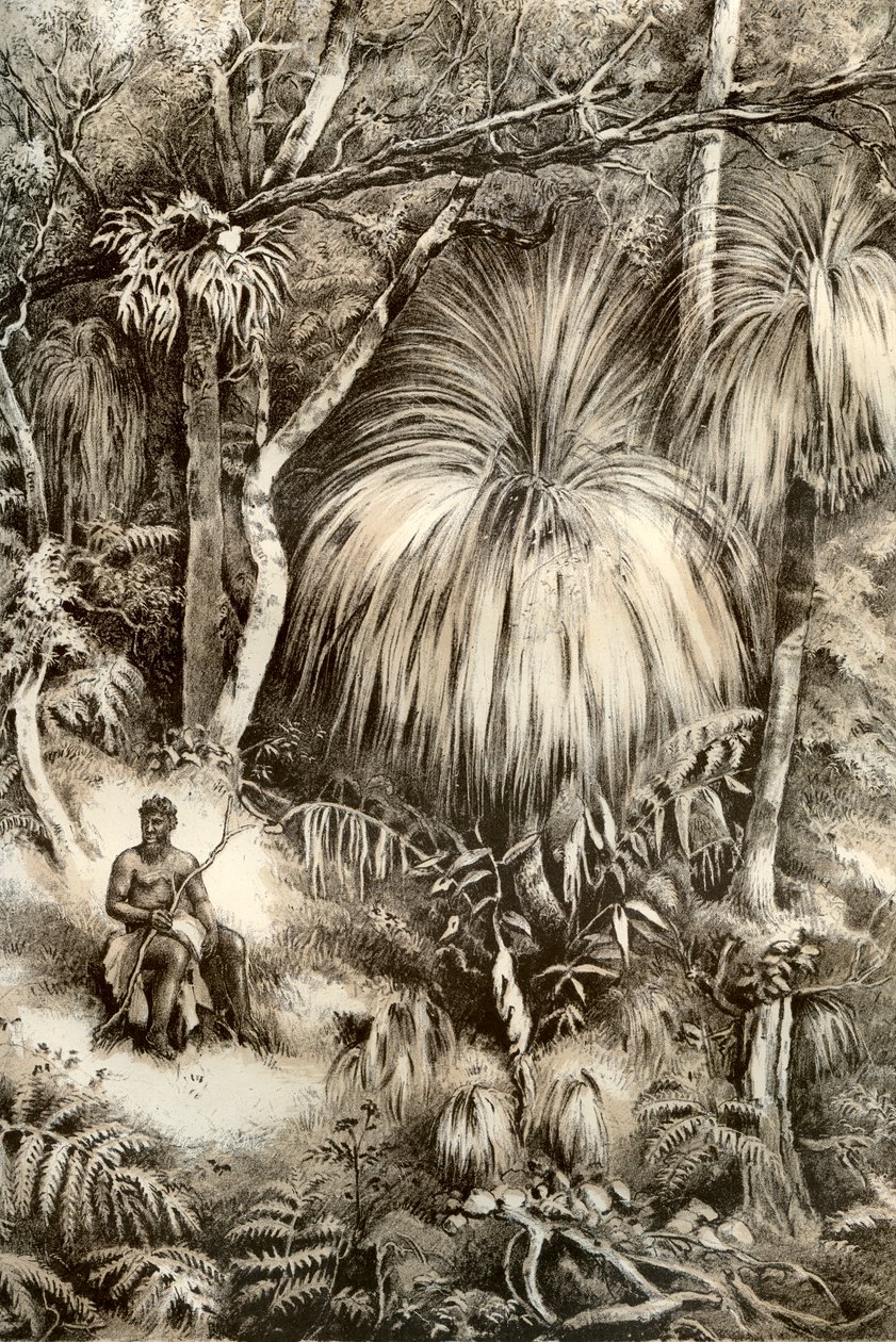 Tasmańska scena leśna, 1879 autorstwa McFarlane and Erskine