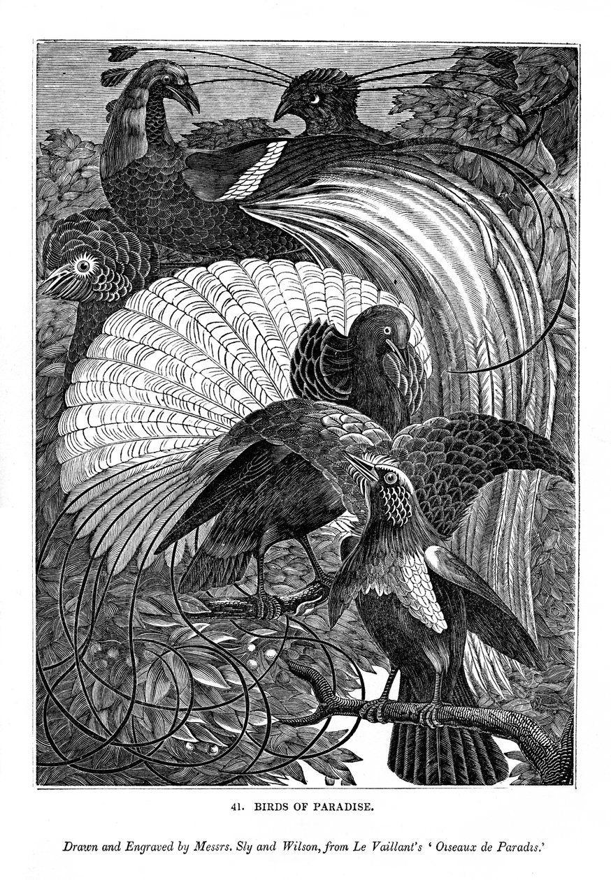 Rajskie ptaki, c1770-1820 1843 autorstwa Messrs Sly and Wilson