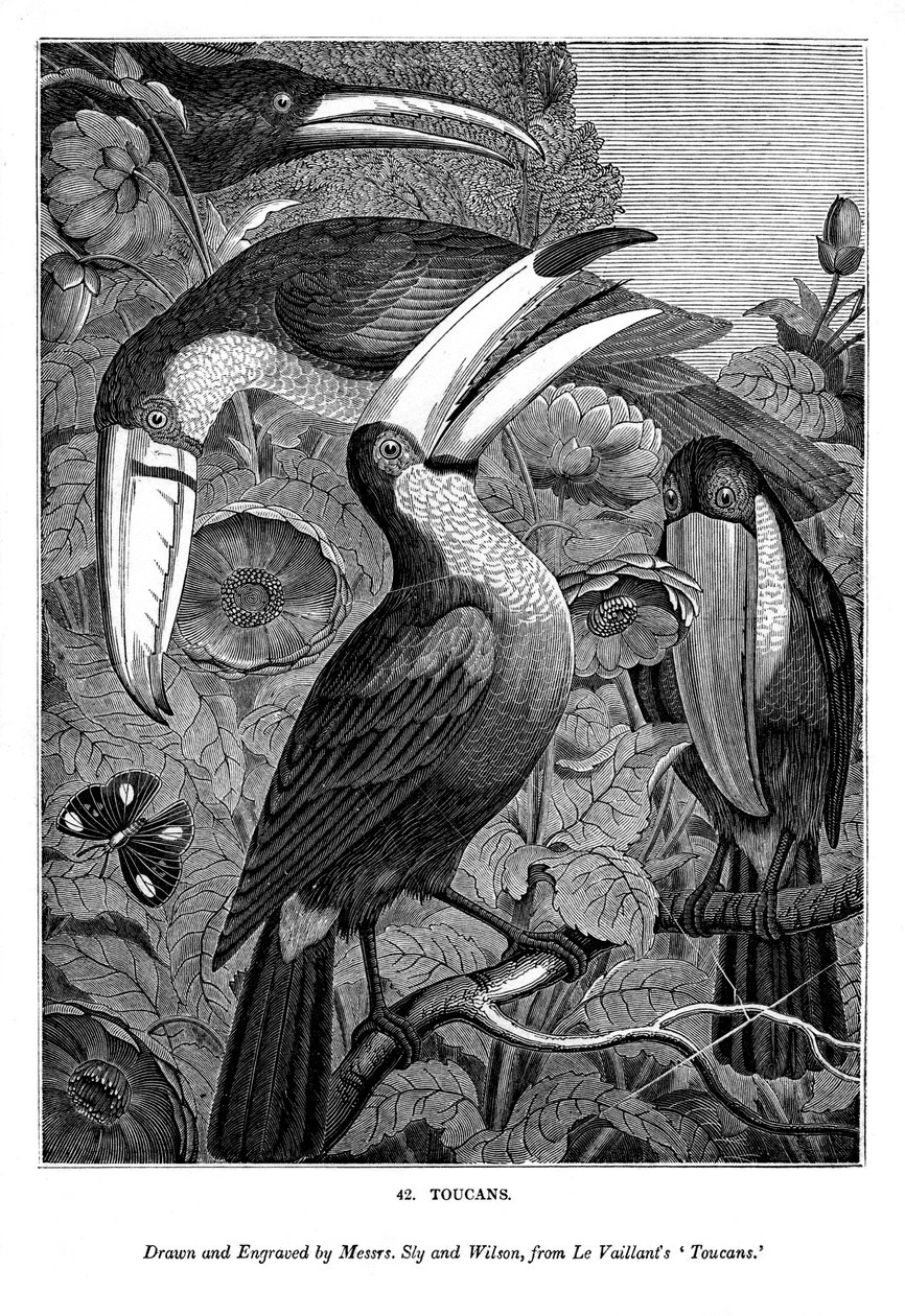 Tukany, c1770-1820 1843 autorstwa Messrs Sly and Wilson