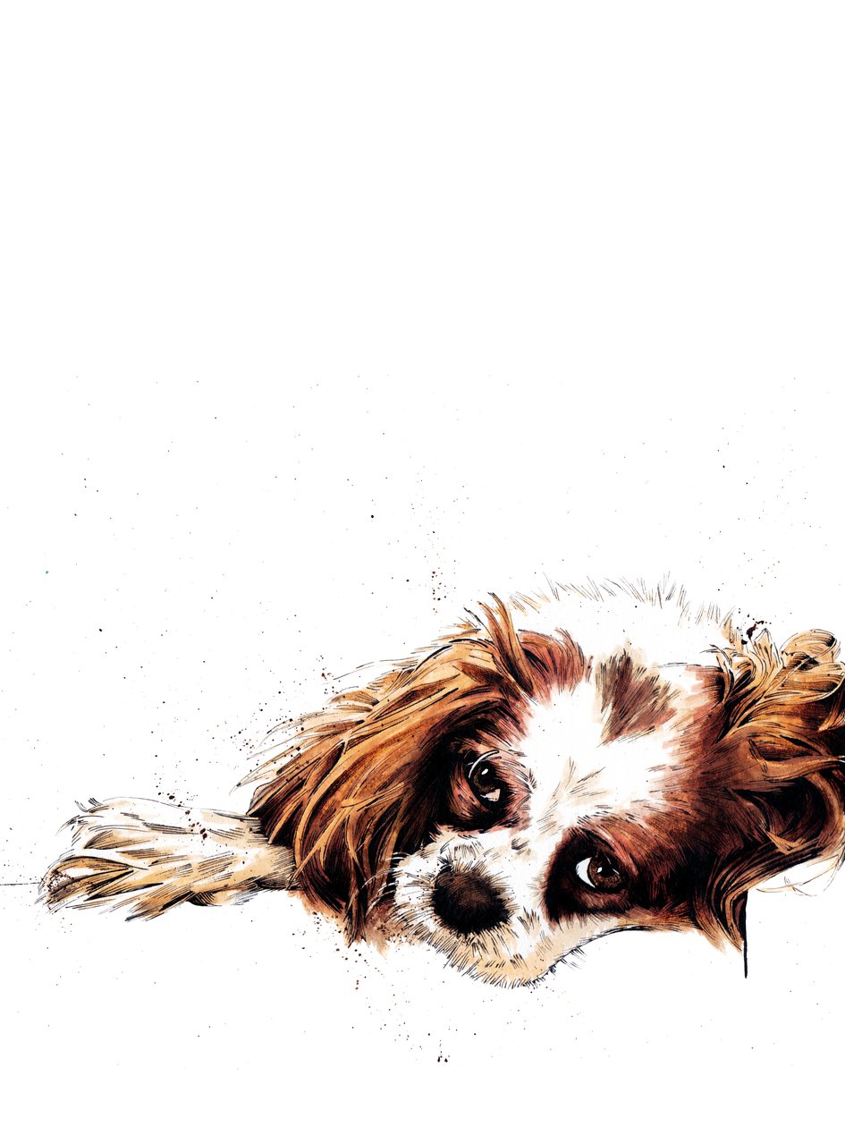 Meg spaniel na białym, 2020 autorstwa Mike Davis