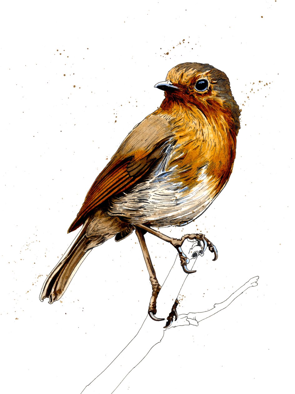 Robin na białym, 2019 autorstwa Mike Davis