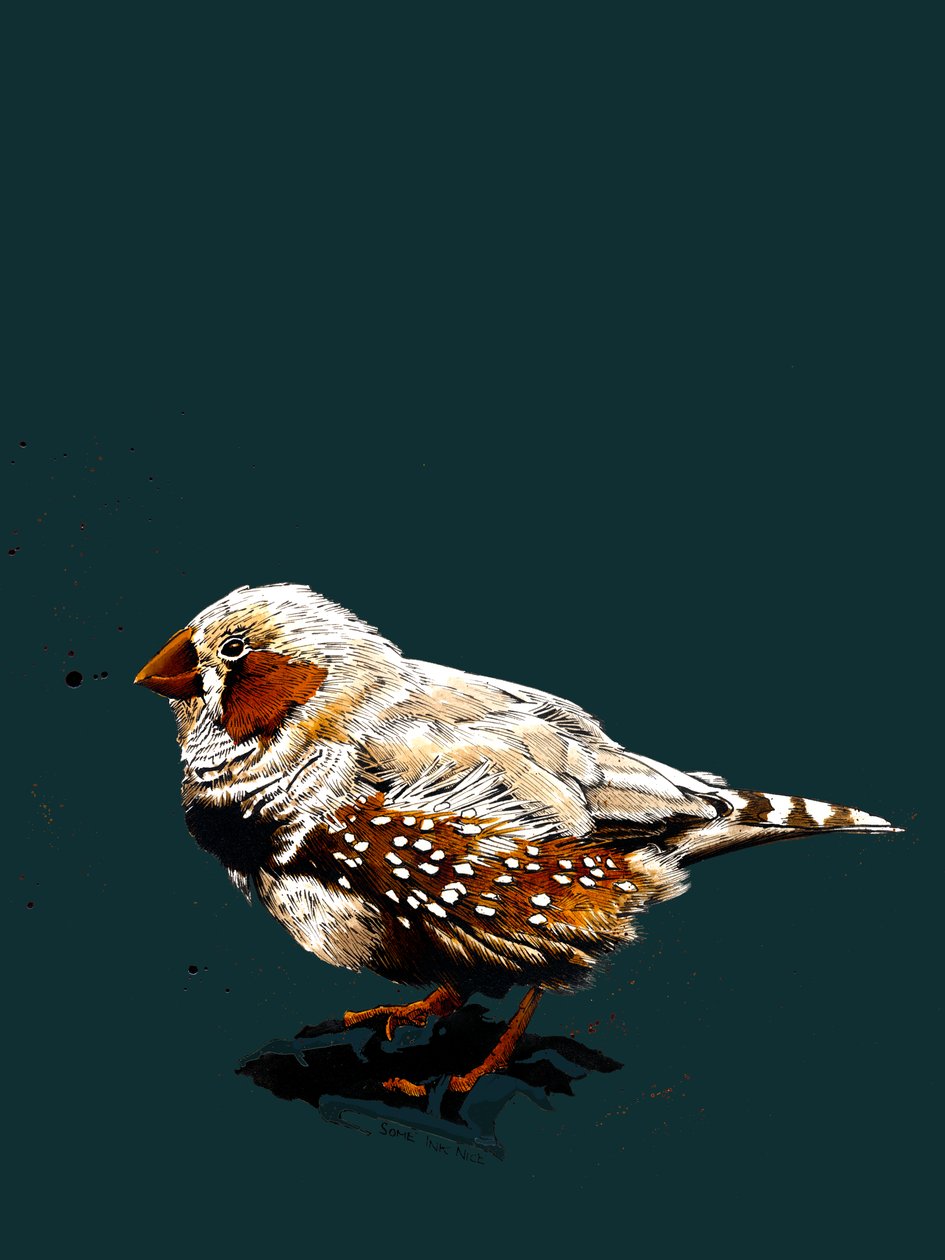 Zebrafinch na Deep Cyan, 2020 autorstwa Mike Davis