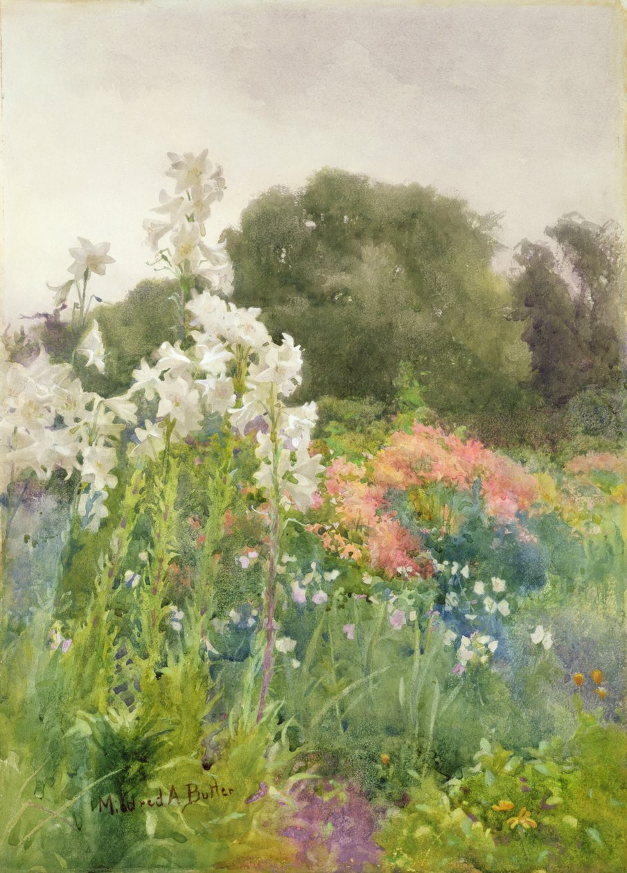Lilie Madonny (wc na papierze) autorstwa Mildred Anne Butler