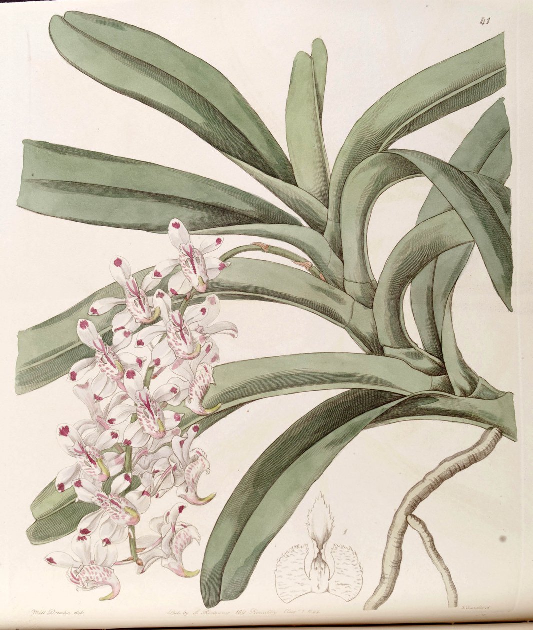 Aerides odoratum (jako syn. autorstwa Miss Drake