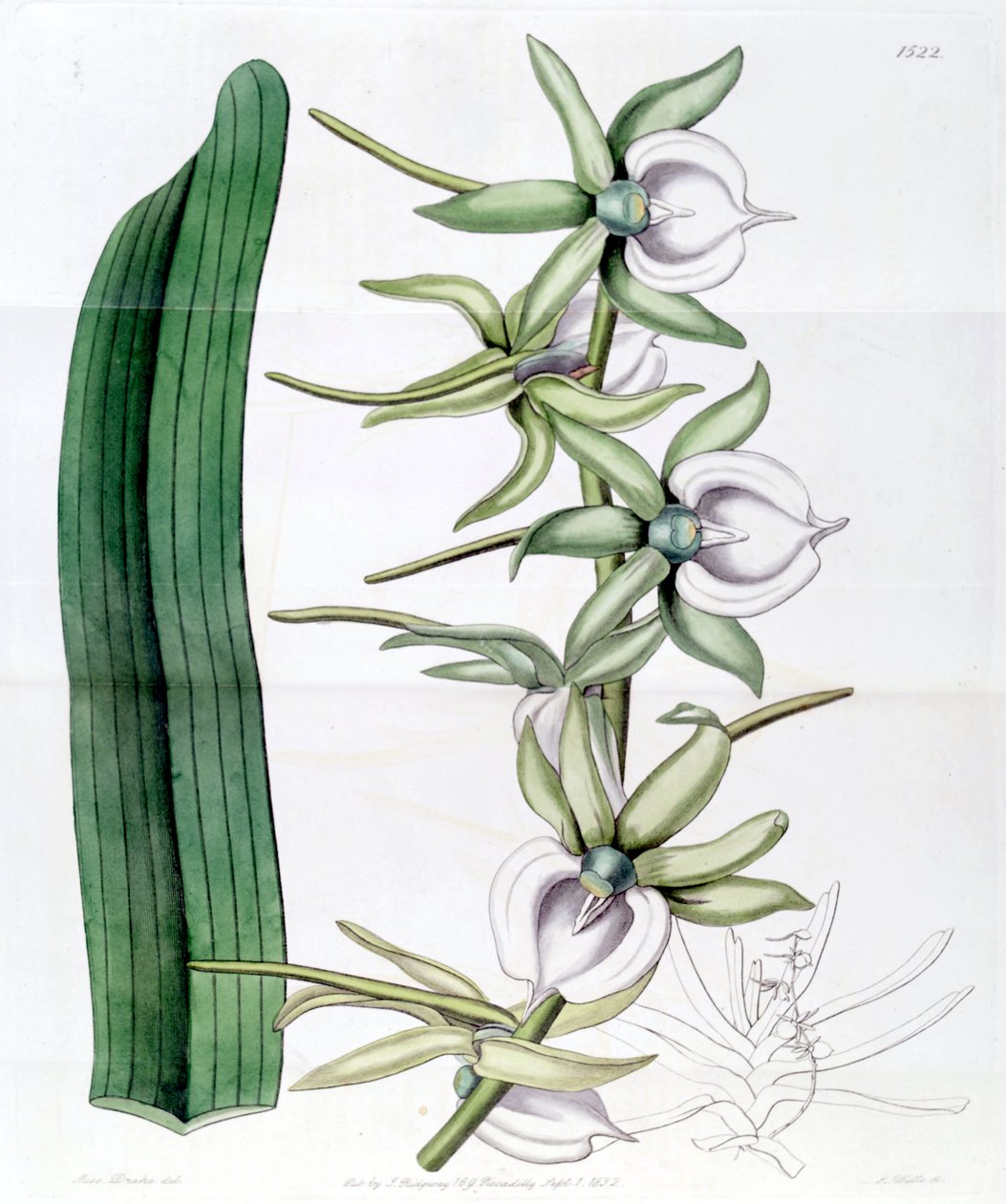 Angraecum kość słoniowa autorstwa Miss Drake