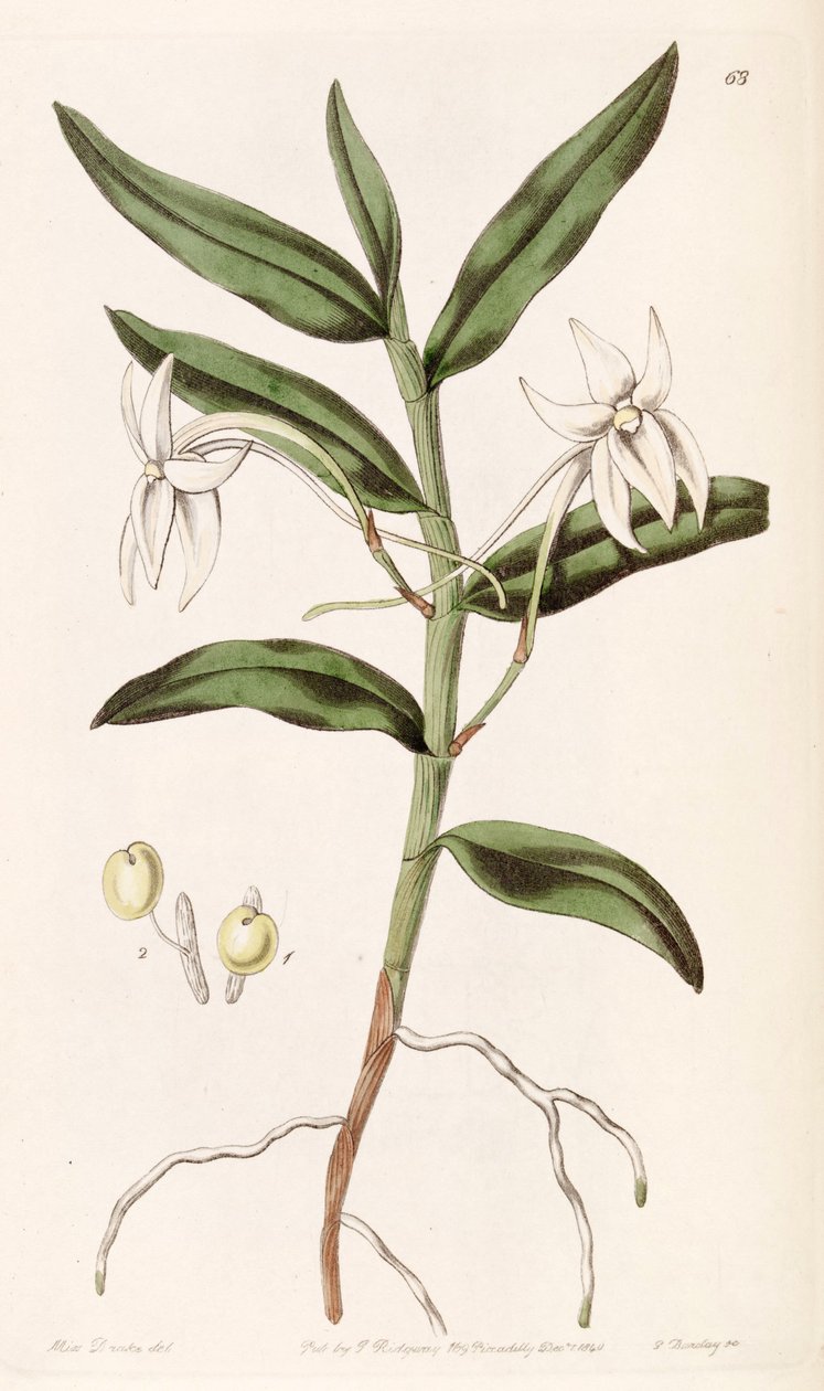 Angraecum mauritianus (jako syn. Angraecum gladiifolium) autorstwa Miss Drake