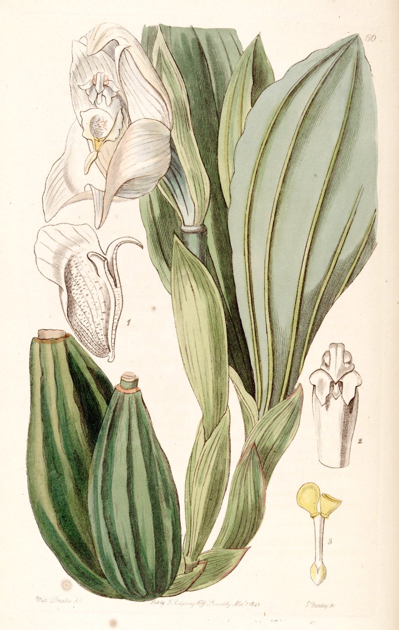 Anguloa uniflora autorstwa Miss Drake