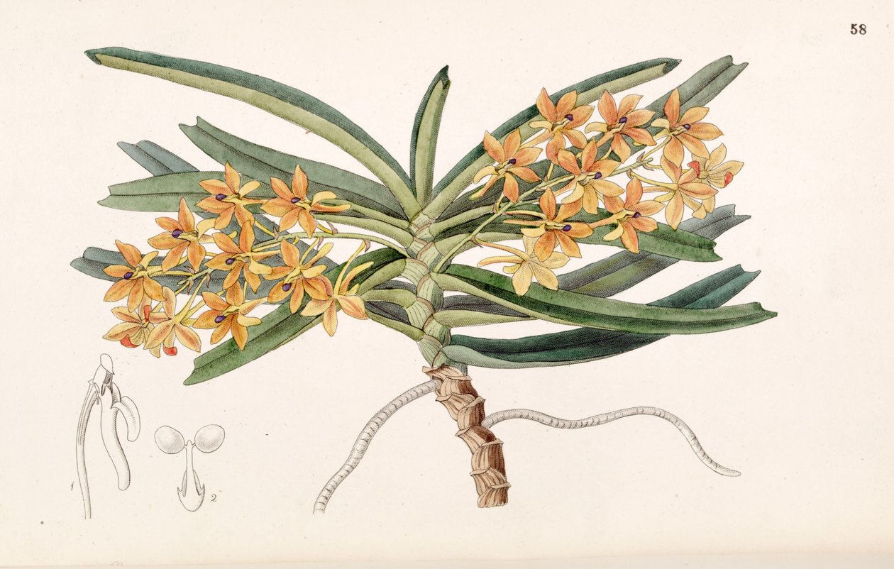 Ascocentrum miniatum (jako syn. Saccolabium miniatum) autorstwa Miss Drake