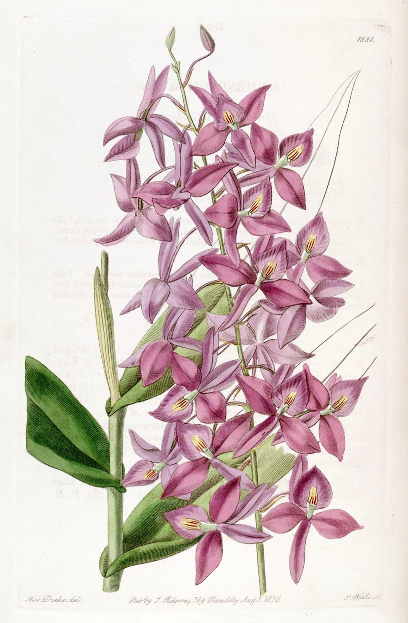 Barkeria skinneri (jako syn. Epidendrum skinneri) autorstwa Miss Drake