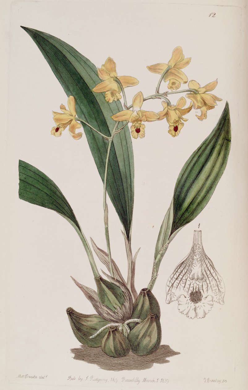 Bifrenaria vitellina (jako syn. Maxillaria vitellina) autorstwa Miss Drake