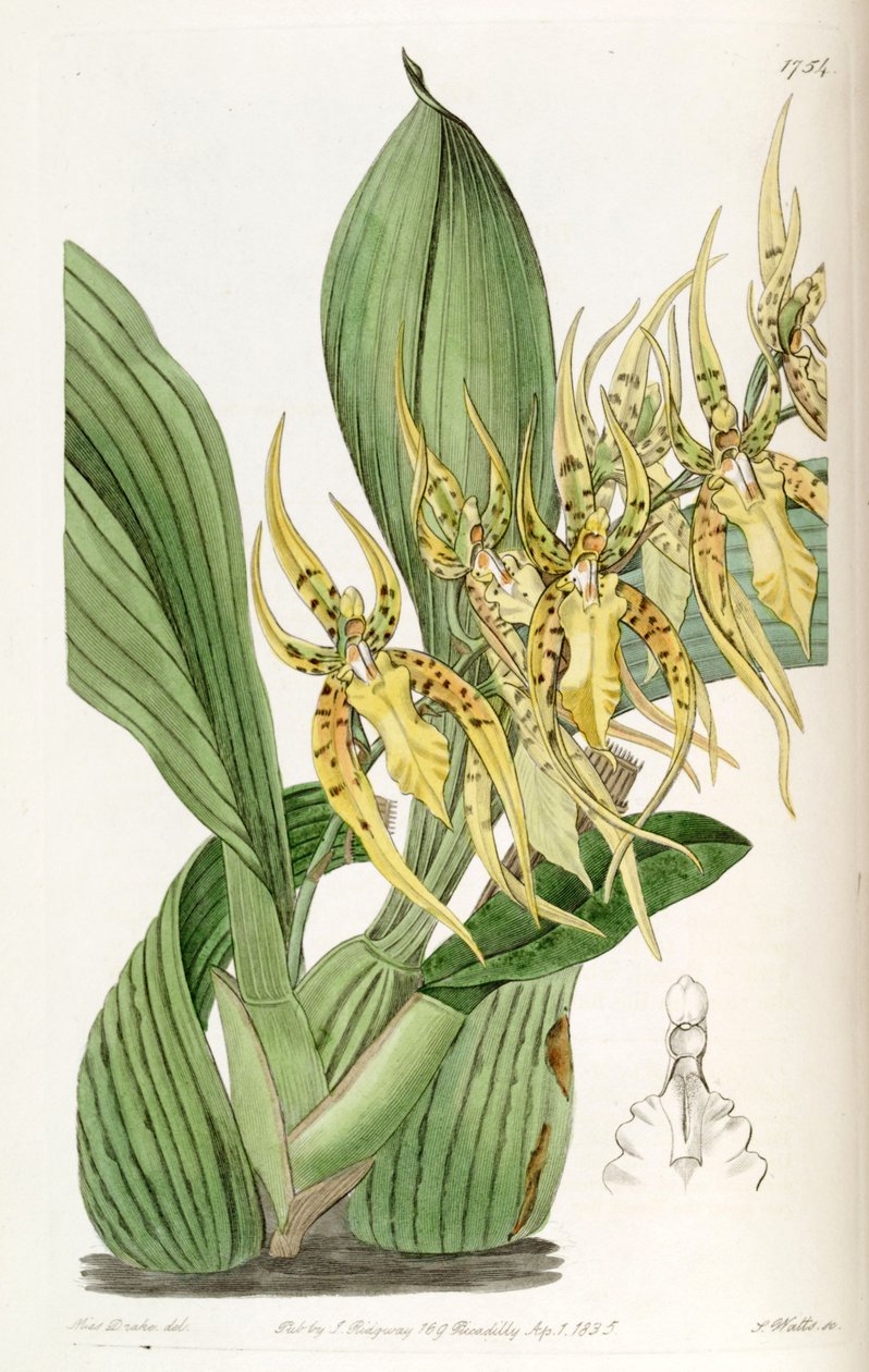 Brassia lanceana autorstwa Miss Drake