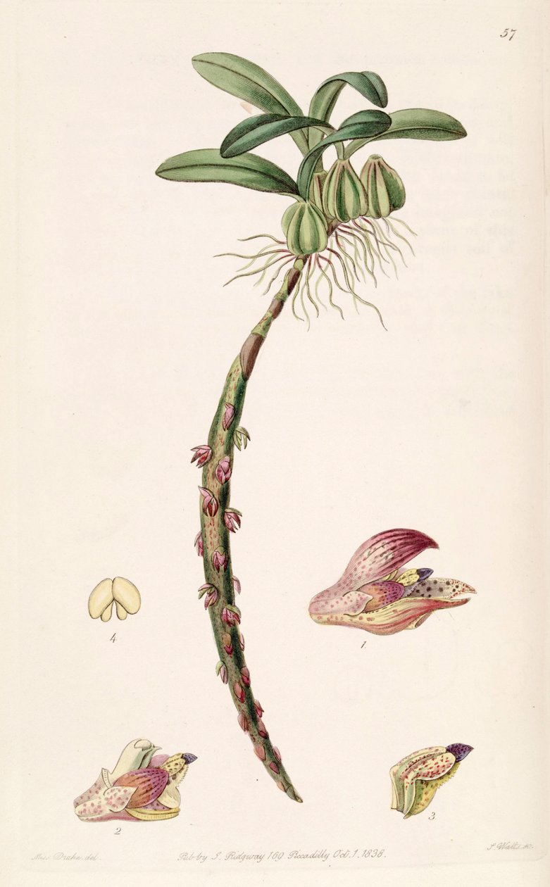 Bulbophyllum bracteolatum (orkisz Bolbophyllum bracteolatum) autorstwa Miss Drake