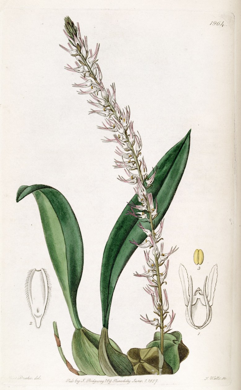 Bulbophyllum cocoinum (orkisz Bolbophyllum cocoinum) autorstwa Miss Drake