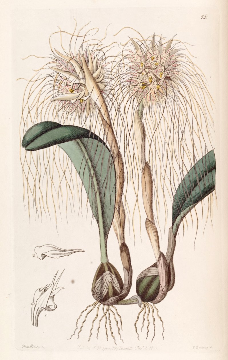 Bulbophyllum medusae (jako syn. Cirrhopetalum medusae) autorstwa Miss Drake