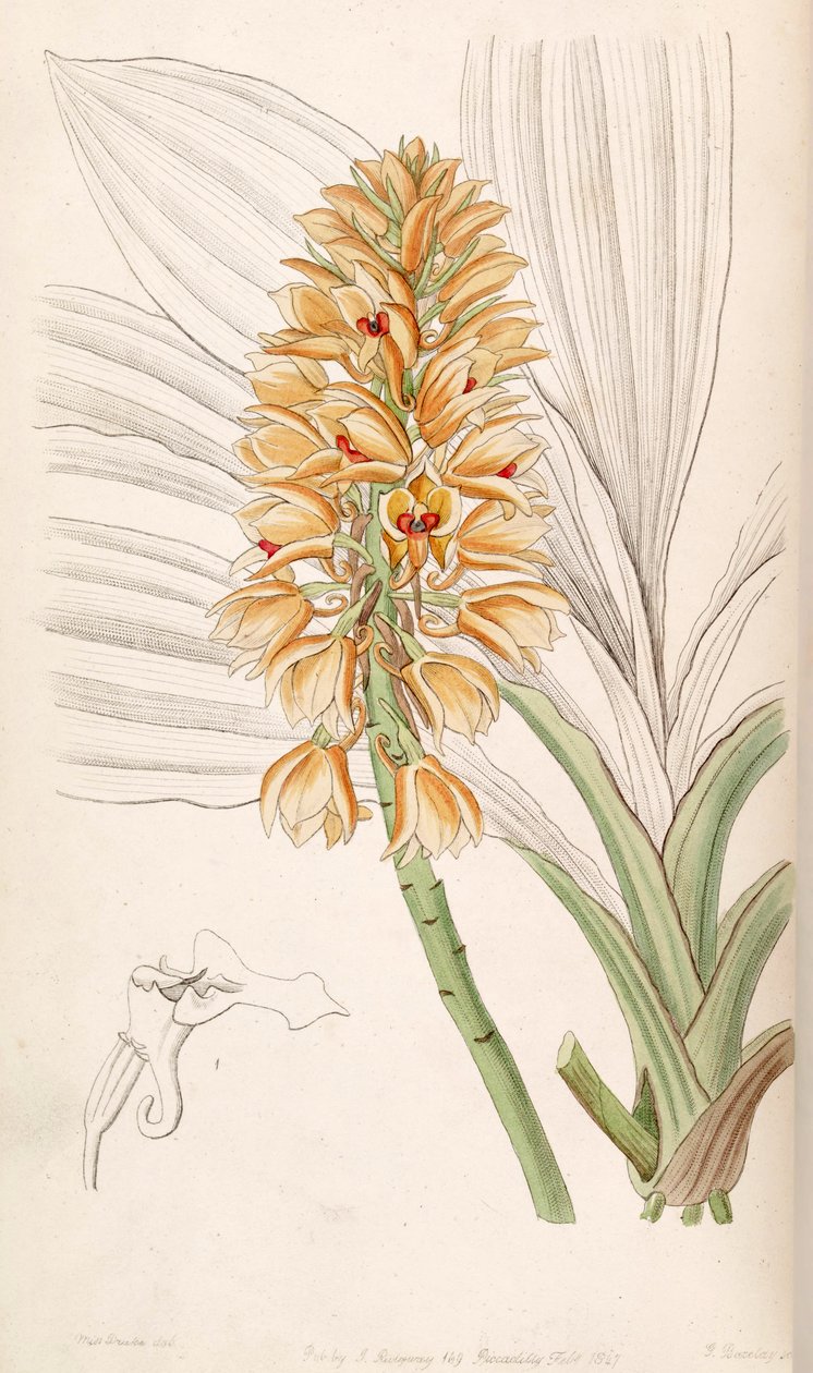 Calanthe pulchra (jako syn. Calanthe curculigoides) autorstwa Miss Drake
