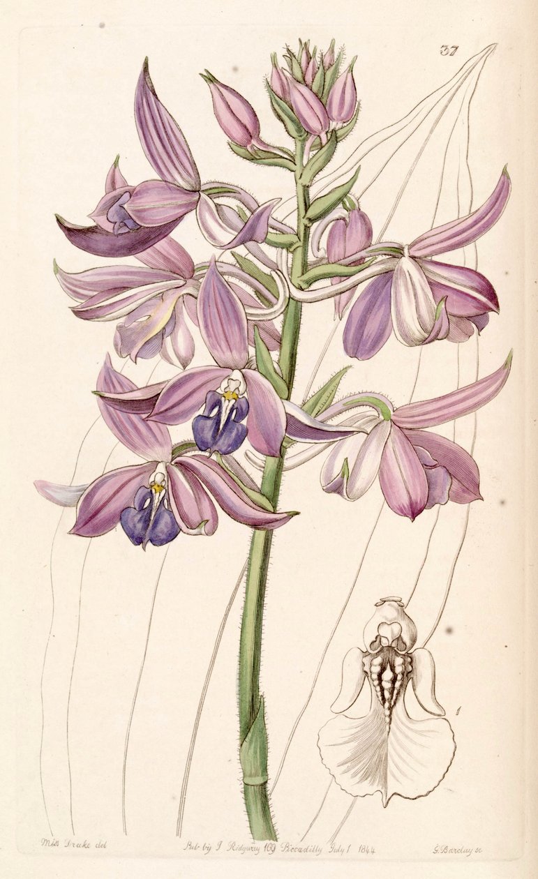 Calanthe sylvatica (jako syn. Calanthe masuca) autorstwa Miss Drake