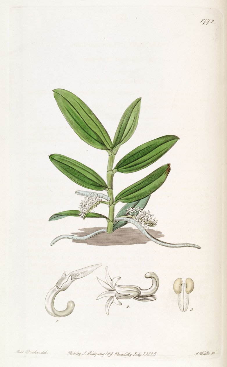 Campylocentrum micranthum (jako syn. Angraecum micranthum) autorstwa Miss Drake