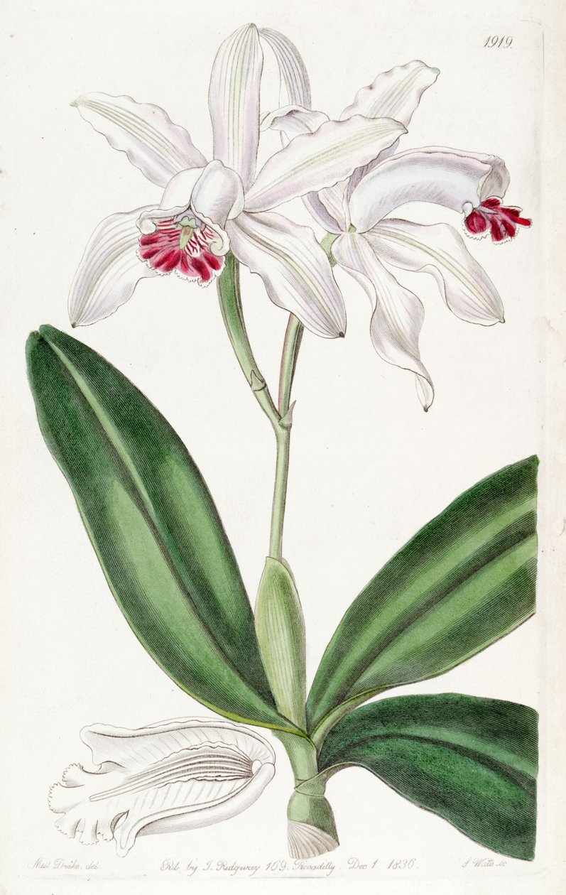 Cattleya intermedia (jako syn. Cattleya intermedia var. Pallida) autorstwa Miss Drake