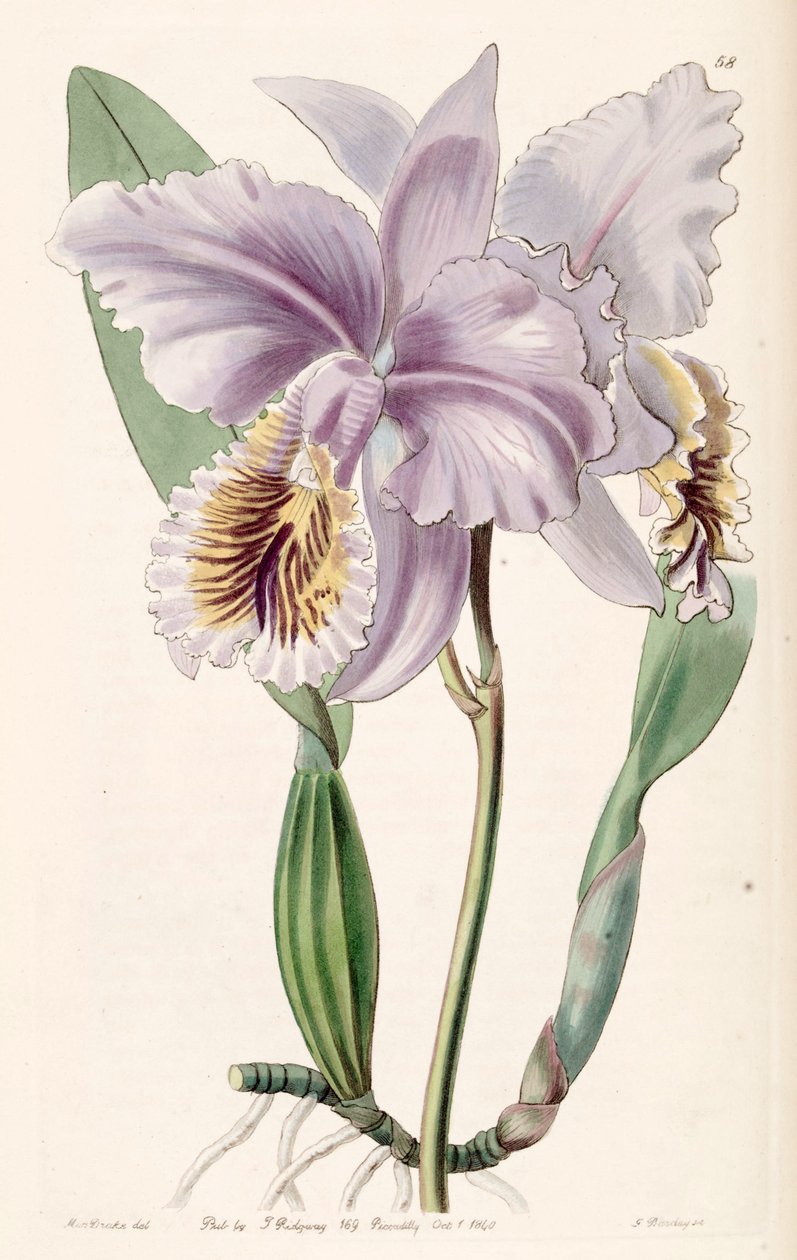 Cattleya mossiae (jako syn. Cattleya labiata var. Mossiae) autorstwa Miss Drake