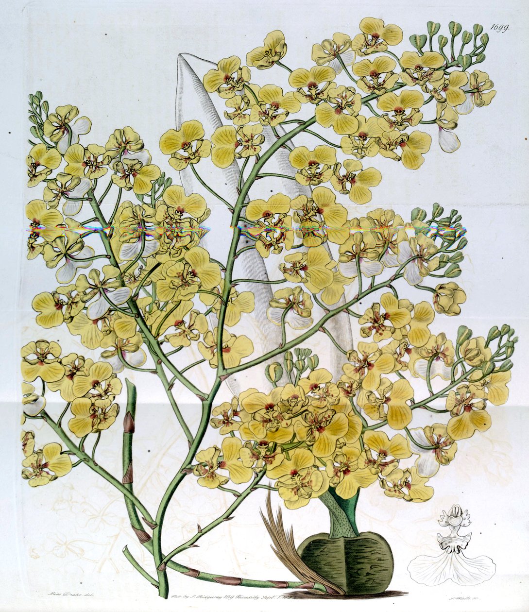 Chelyorchis ampliata (jako syn. Oncidium ampliatum) autorstwa Miss Drake