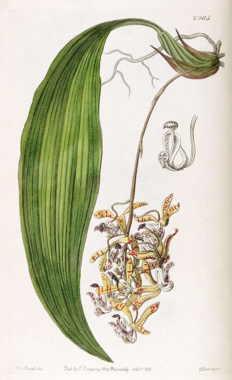 Cirrhaea lodigesii (jako syn. Cirrhaea obtusata) autorstwa Miss Drake