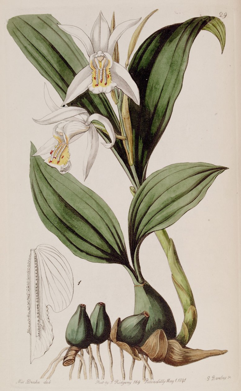 Coelogyne cumingii autorstwa Miss Drake