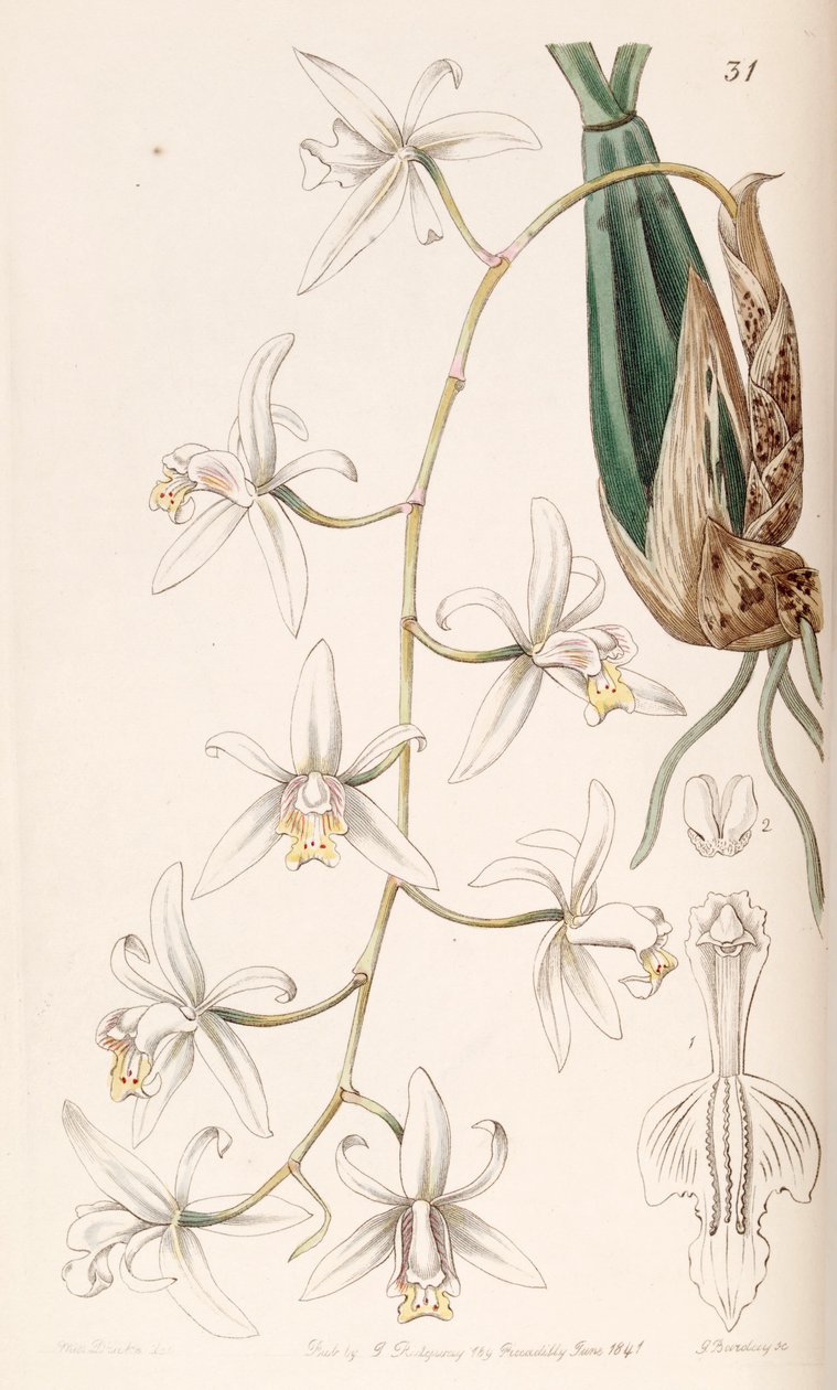 Coelogyne flaccida autorstwa Miss Drake