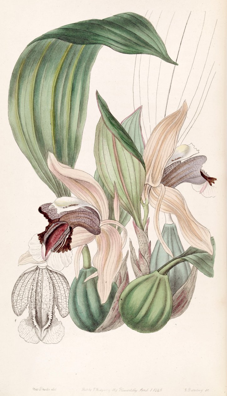 Speciosa Coelogyne autorstwa Miss Drake