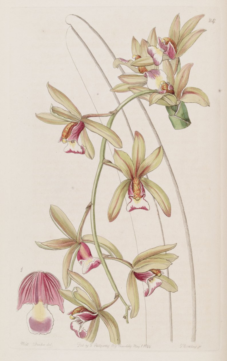 Cymbidium aloifolium (jako syn. Cymbidium pendulum var. brevilabre) autorstwa Miss Drake