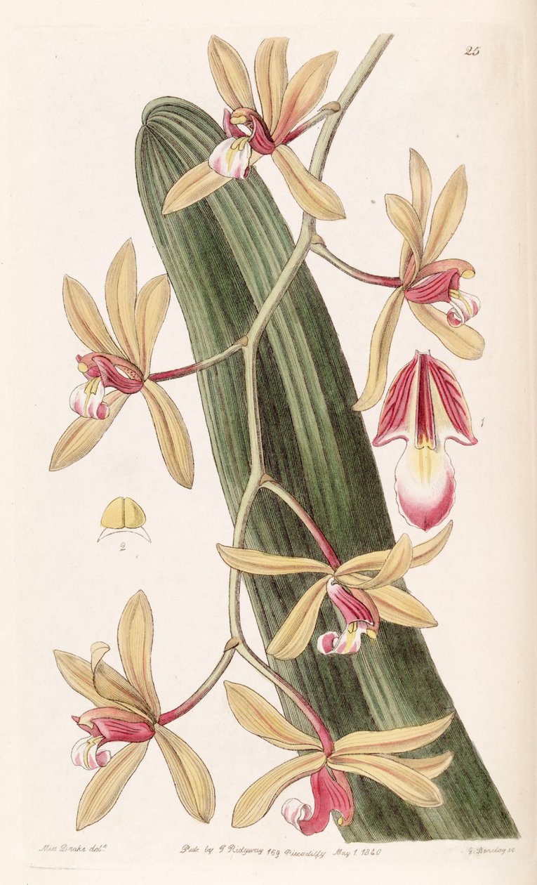 Cymbidium aloifolium (jako syn. Cymbidium pendulum) autorstwa Miss Drake