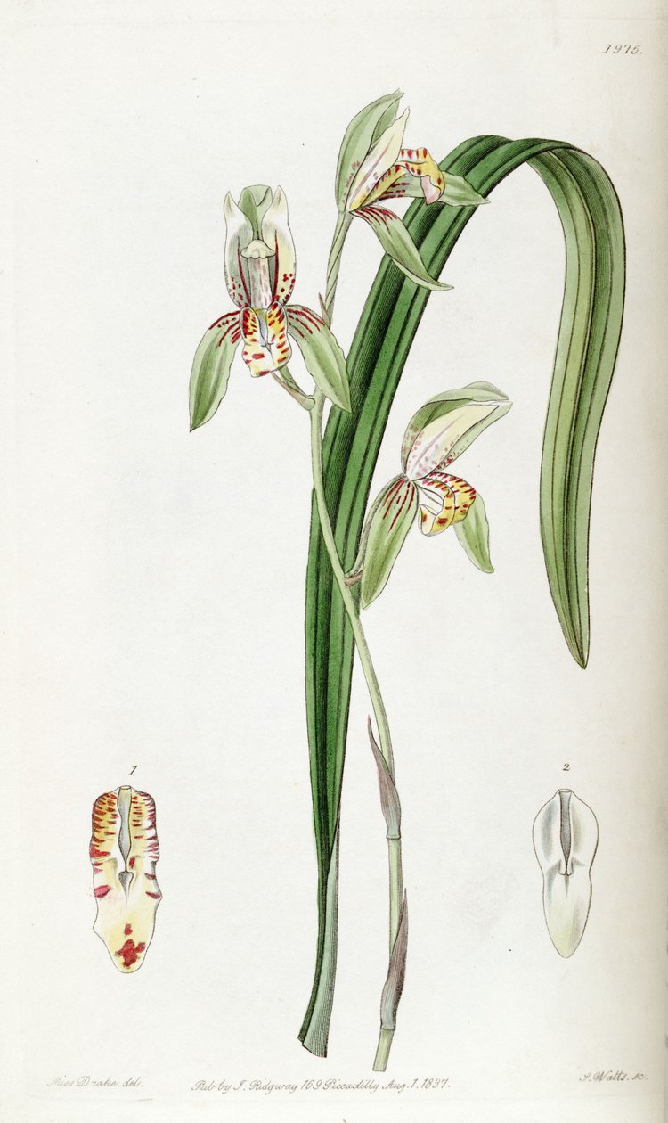 Cymbidium ensifolium (jako syn. Cymbidium ensifolium var. estriatum) autorstwa Miss Drake