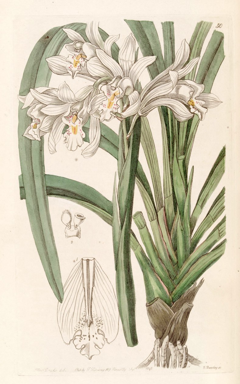 cymbidium mastersii autorstwa Miss Drake