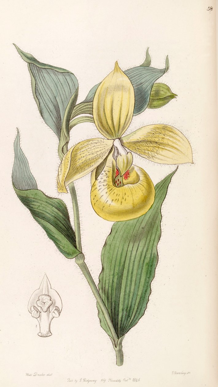 Cypripedium irapeanum autorstwa Miss Drake